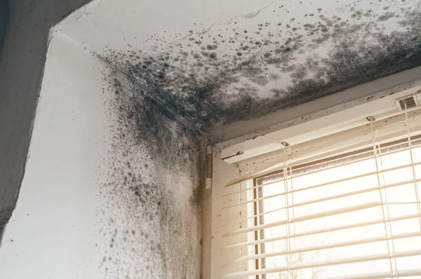 Affordable Mold Remediation solutions in Bloomfield, NY